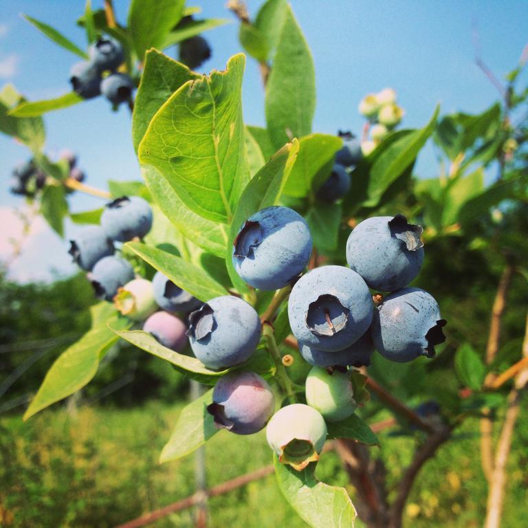 Agriturismo Fruttirossi Trofarello Dış mekan fotoğraf